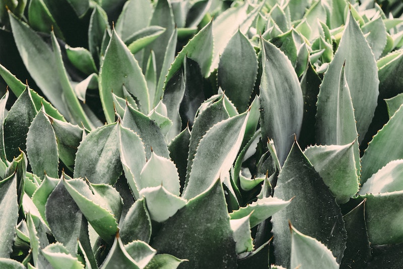 Aloe vera : l'ingrédient magique pour le soin de la peau !